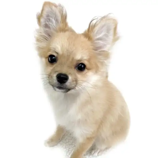 MIX（チワワ×ポメラニアン）