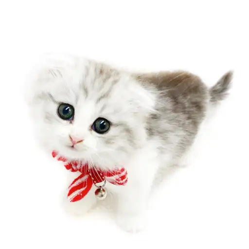 スコティッシュフォールド