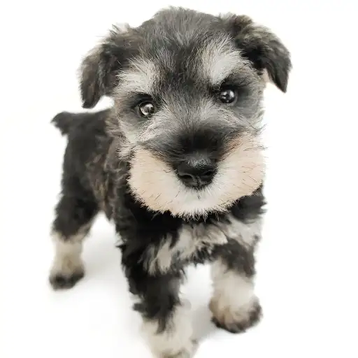 ミニチュア・シュナウザー