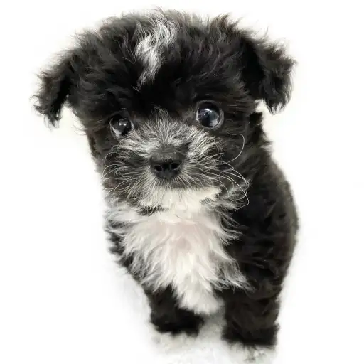 MIX（チワワ×トイプードル）