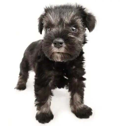 ミニチュア・シュナウザー