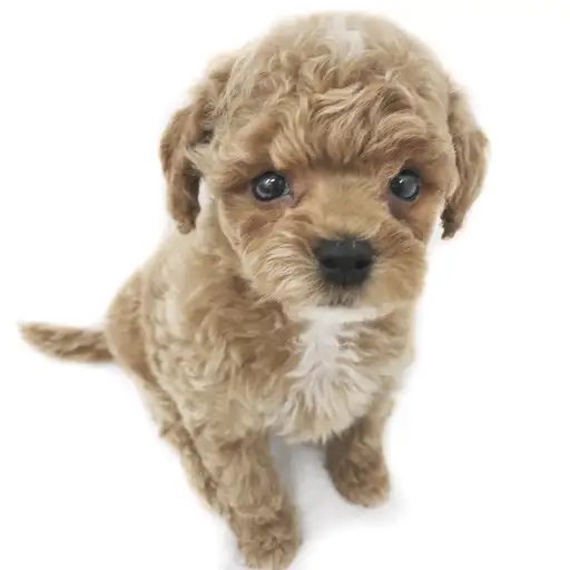 MIX（トイプードル×マルチーズ）