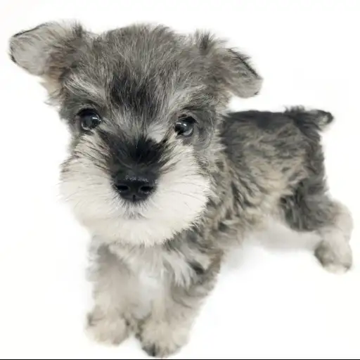 ミニチュア・シュナウザー