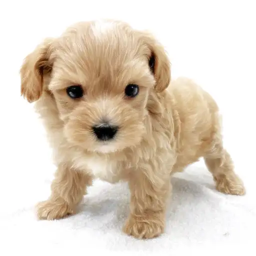 MIX（トイプードル×マルチーズ）