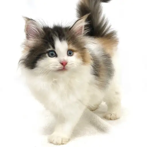 ノルウェージャンフォレストキャット