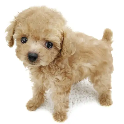 トイ・プードル