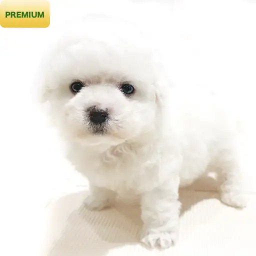 ビションフリーゼ