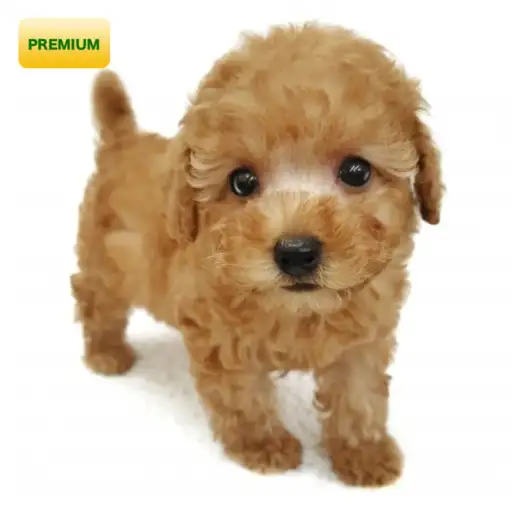 トイ・プードル