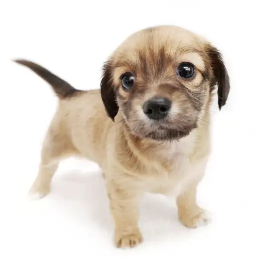 MIX（チワワ×ミニチュアダックスフント）