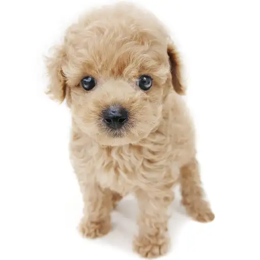 トイ・プードル