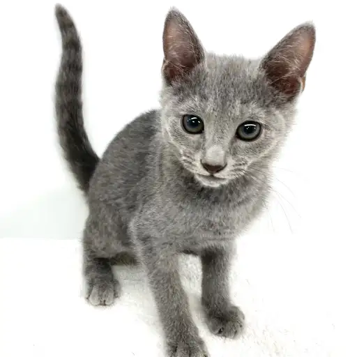 ロシアンブルー