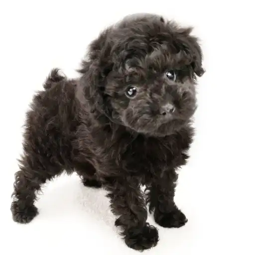 トイ・プードル