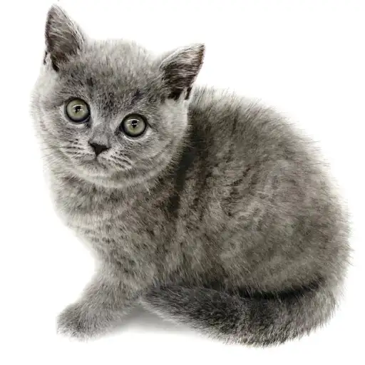 ブリティッシュショートヘア