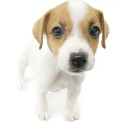 ジャックラッセルテリア