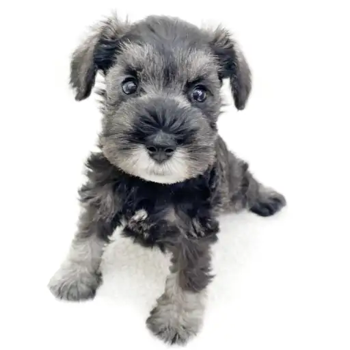 ミニチュア・シュナウザー