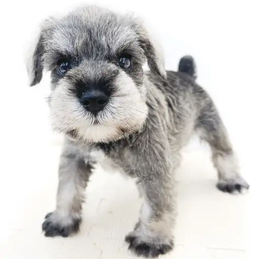 ミニチュア・シュナウザー