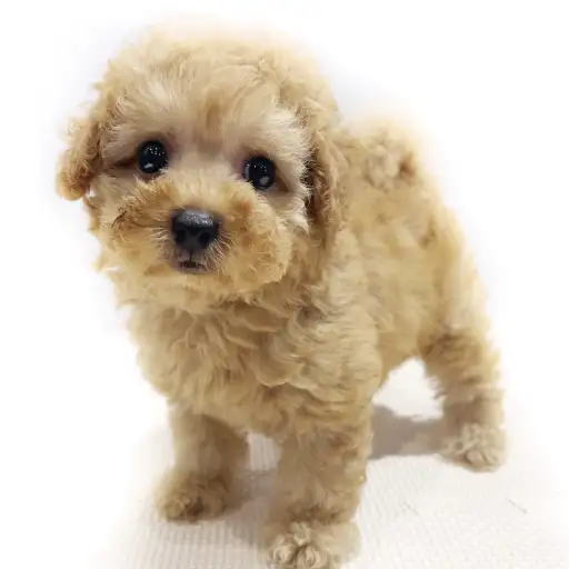 MIX（トイプードル×マルチーズ）