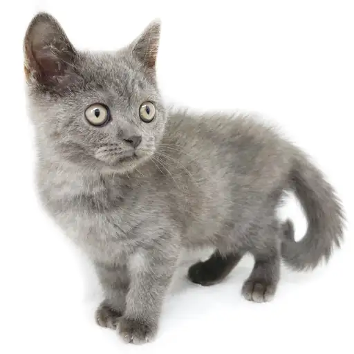 ブリティッシュショートヘア