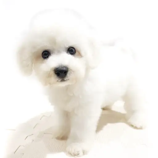 ビションフリーゼ