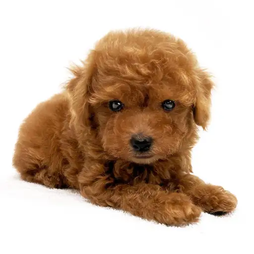 トイ・プードル