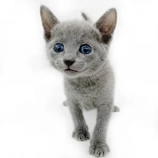 ロシアンブルー