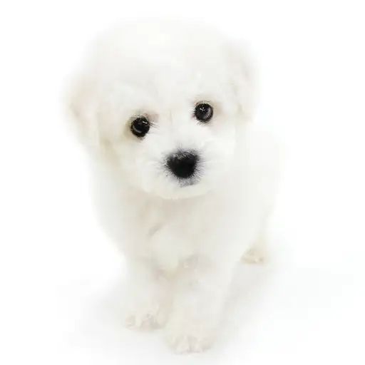 ビションフリーゼ