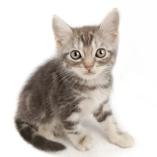 アメリカンショートヘア