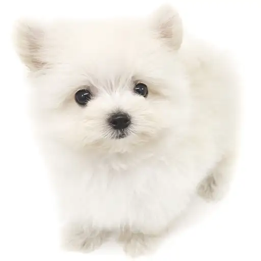 MIX（マルチーズ×ポメラニアン）