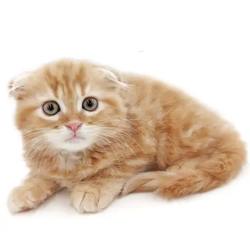 スコティッシュフォールド