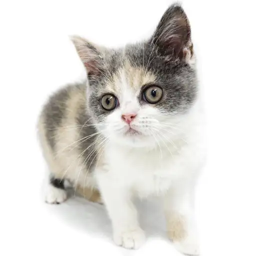 ブリティッシュショートヘア