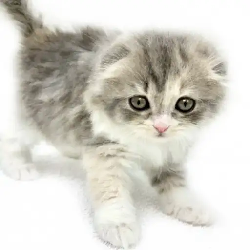 スコティッシュフォールド