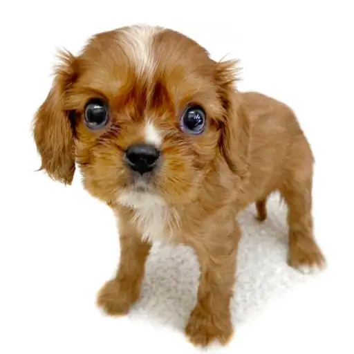 キャバリア・キングチャールズ・スパニエル