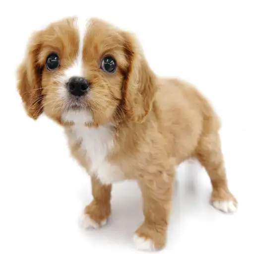 キャバリア・キングチャールズ・スパニエル