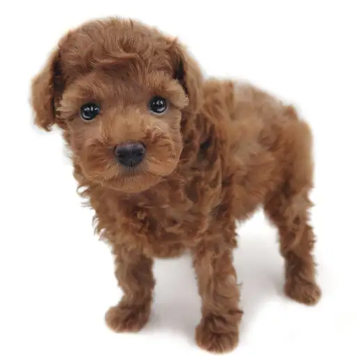 トイ・プードル