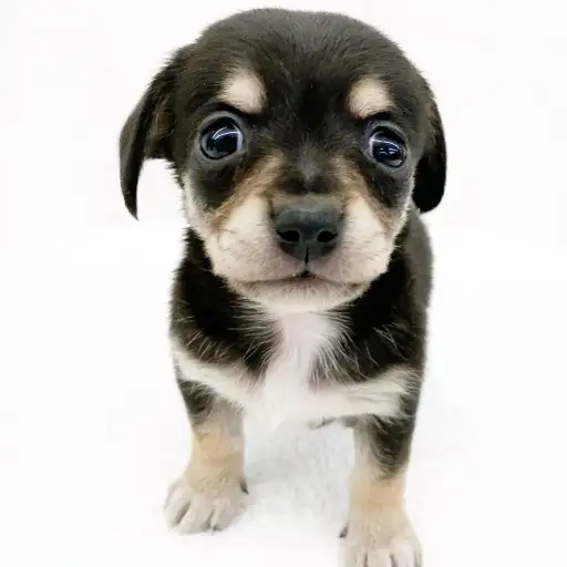 MIX（チワワ×ミニチュアダックスフント）