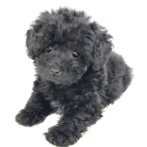 トイ・プードル