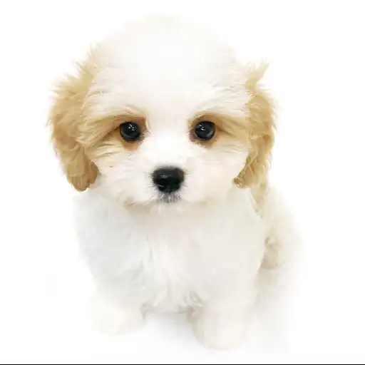 MIX（マルチーズ×キャバリアキングチャールズスパニエル）