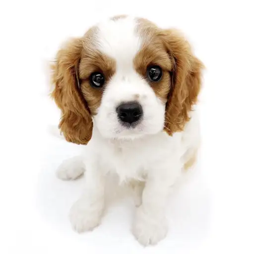 キャバリア・キングチャールズ・スパニエル