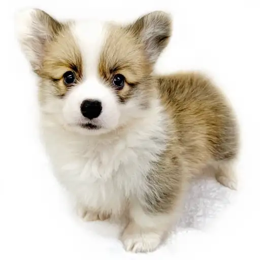 ウェルシュコーギーペンブローク