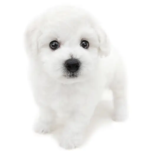 ビションフリーゼ