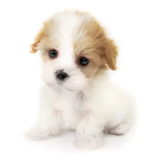 MIX（マルチーズ×キャバリアキングチャールズスパニエル）