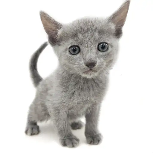 ロシアンブルー