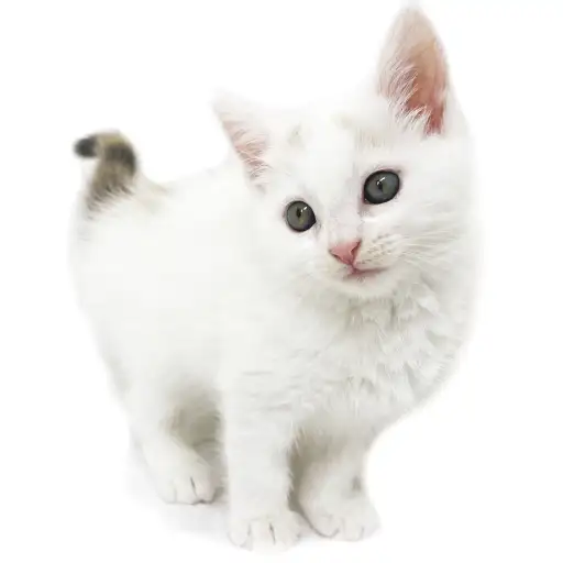 スコティッシュフォールド