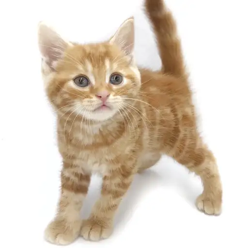 アメリカンショートヘア