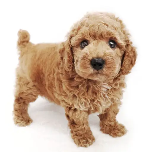 トイ・プードル