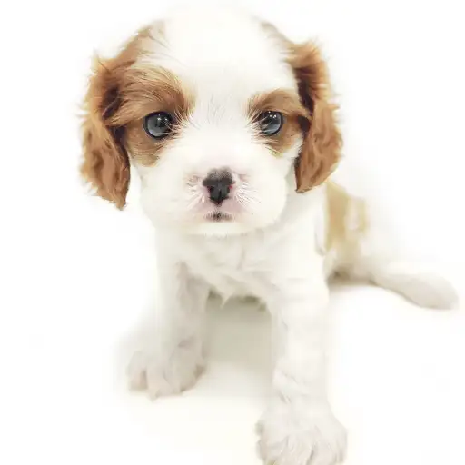 キャバリア・キングチャールズ・スパニエル