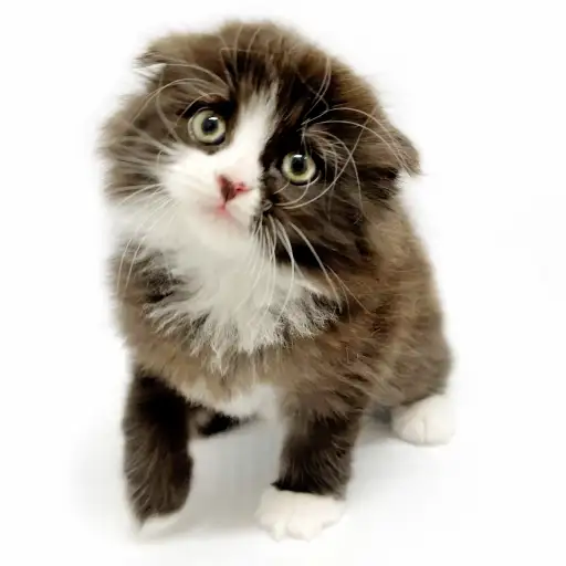 スコティッシュフォールド