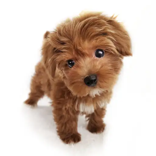 MIX（トイプードル×マルチーズ）