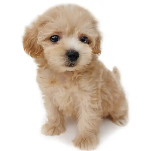 MIX（マルチーズ×トイプードル）