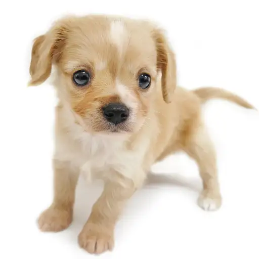 MIX（チワワ×キャバリアキングチャールズスパニエル）